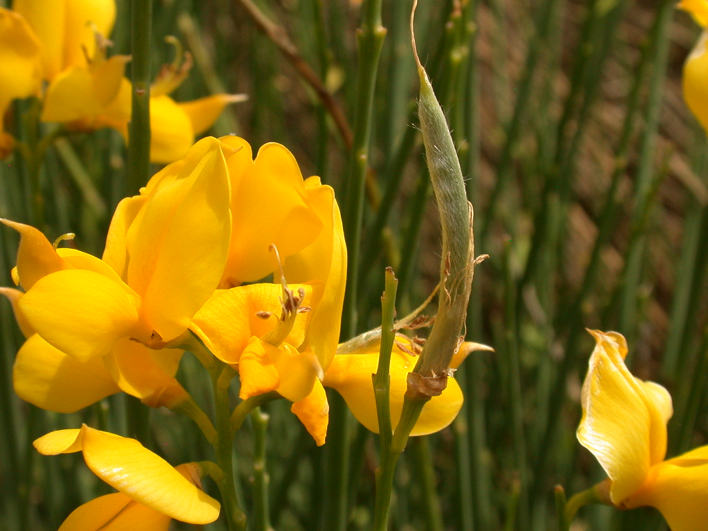 Spartium junceum / Ginestra comune